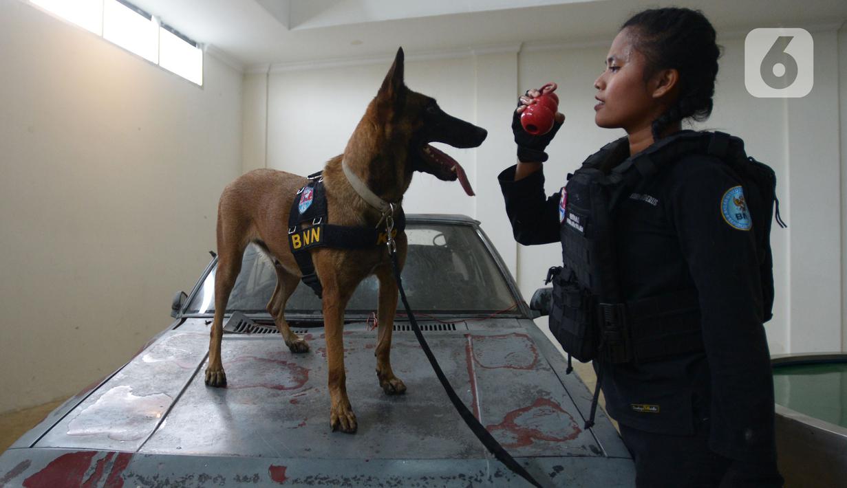 Pelatih K9 wanita Widiya Hutahean melatih seekor anjing di Markas Komando K9 BNN, Selasa (8/3/2022). Dalam rangka Hari Perempuan Sedunia, BNN terus meningkatkan kemampuan para pelatih khususnya perempuan dan kemampuan hewan. (merdeka.com/Imam Buhori)
