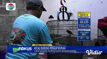 Di rumah Andi Susanto, di Desa Kencong, Kecamatan Kencong, Jember, inilah burung murai batu medan dibudidayakan. Postur gagah, serta kicauannya yang lantang membuat burung murai batu medan begitu populer, sehingga harganya pun selangit.