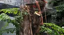 Petugas Dinas Pertamanan Jaktim melakukan pemangkasan pohon beresiko tumbang di kawasan Jatinegara, Jakarta Timur, Selasa (5/1/2016). Antisipasi pohon tumbang di musim penghujan, Dinas Pertamanan pangkas pohon beresiko tumbang. (Liputan6.com/Yoppy Renato)