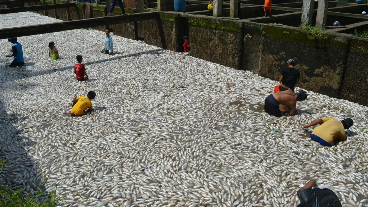 Warga Musi Rawas berebut mengambil ribuan ikan yang mati (Liputan6.com/Nefri Inge)