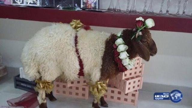 Domba untuk istri yang baru lulus kuliah | Photo: Copyright emirates247.com