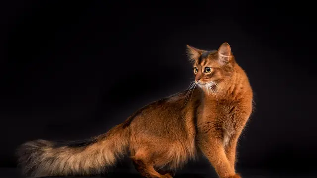 Kucing Somalia
