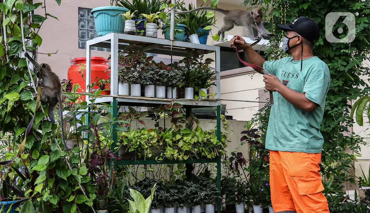 Petugas beraktivitas di ruang edukasi anak di halaman Kantor Kelurahan Karet, Jakarta Selatan, Selasa (30/3/2021). Ruang terbuka yang berkonsep mini zoo ini memiliki sejumlah koleksi hewan peliharaan seperti kelinci, burung dan ikan hias. (Liputan6.com/Johan Tallo)