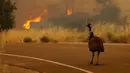 Seekor burung emu dengan luka bakar terlihat kebingungan saat kebakaran melanda California, Amerika Serikat, Senin (20/6). Kebakaran yang terjadi di California disebabkan suhu tinggi dan musim kering yang berkepanjangan. (REUTERS/Mike Blake)