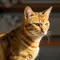 Ilmuwan Ungkap Cara Sederhana Agar Kucing Berumur Panjang