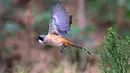Seekor burung cendet mencari makan di lahan basah muara Sungai Minjiang di Fuzhou, Provinsi Fujian, China pada 8 November 2020. Lahan basah muara tersebut merupakan area konsentrasi utama untuk burung-burung yang bermigrasi dan habitat bagi unggas air, termasuk spesies langka. (Xinhua/Wei Peiquan)