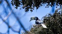 Burung rangkong jenis Kakareng Perut Putih di Pulau Sempu, Malang (BKSDA Jawa Timur)