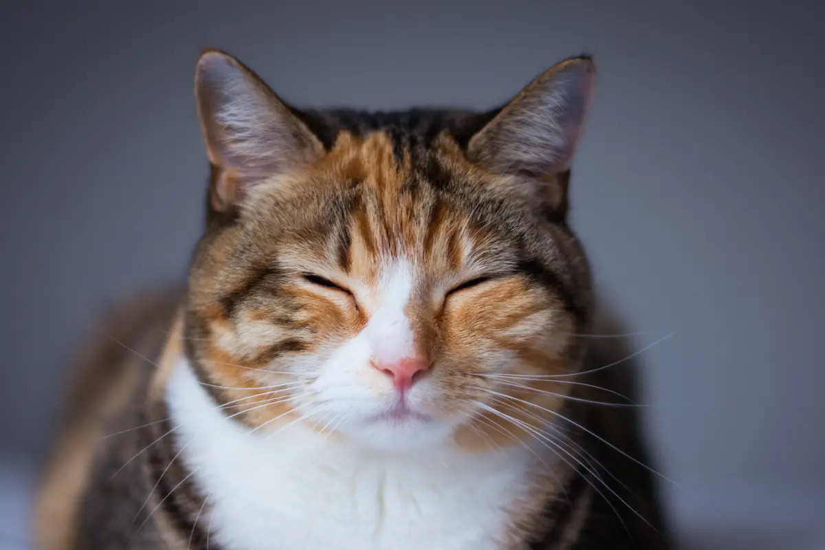 Kucing - Vania