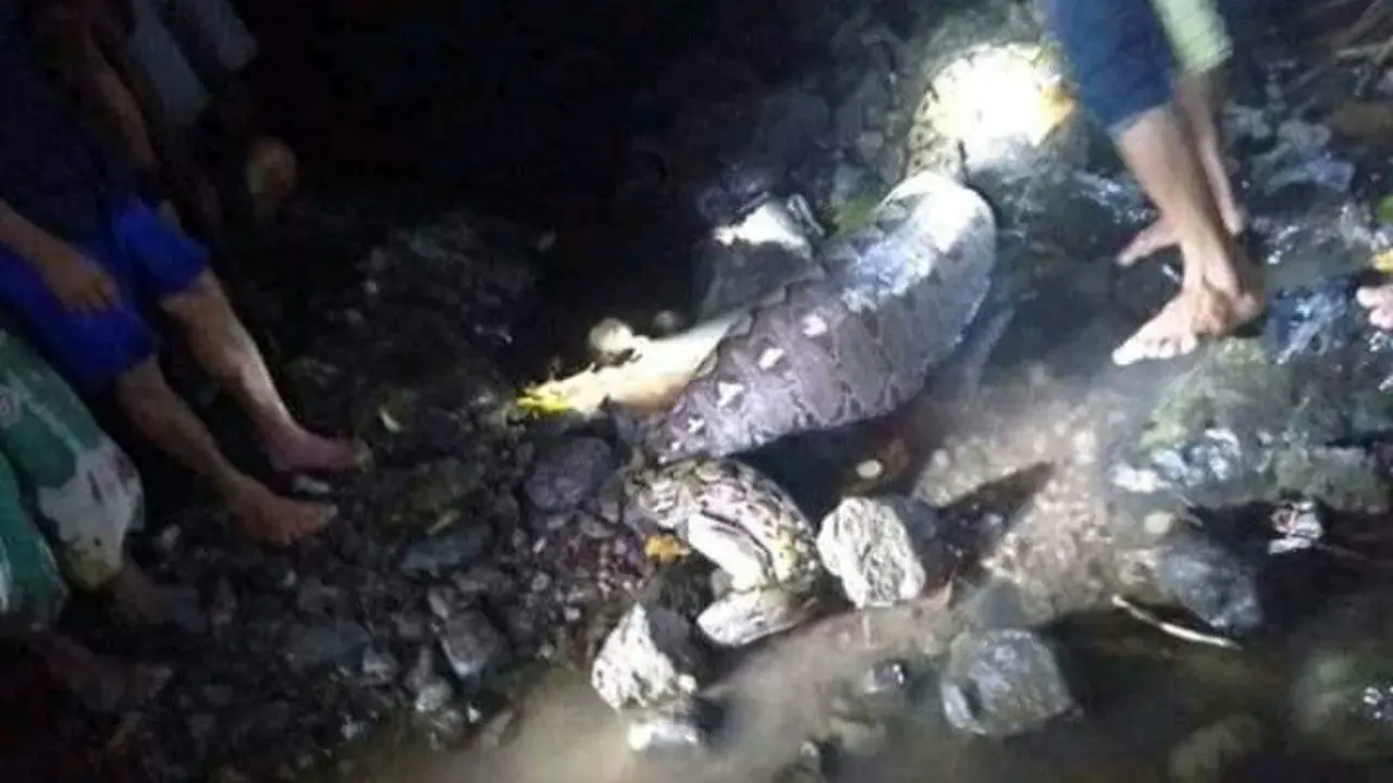 Warga Majene, Sulbar menangkap seekor ular Piton jumbo yang lemas usai memangsa babi hutan. (Foto: Liputan6.com/Abdul Rajab Umar)