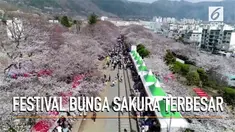 Masyarakat Korea Selatan, menikmati festival bunga sakura terbesar di festival Jinhae Gunhangje.