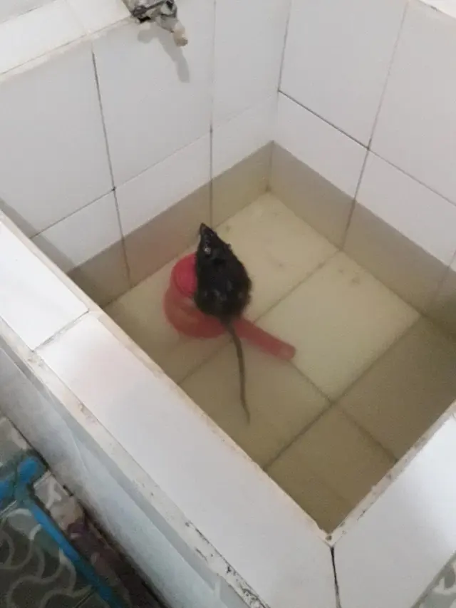 9 Potret kelakuan tikus bak Ratatouille versi dagelan
