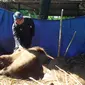 Wali Kota Bandung Ridwan Kamil mengusap gajah Sumatera bernama Yani di kebun binatang Bandung. (Liputan6.com/Aditya Prakasa)