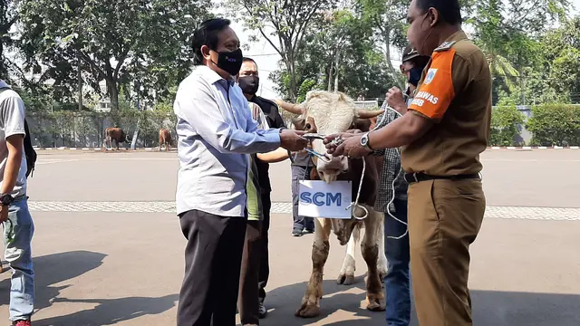 Direktur SCM Imam Sudjarwo menyerahkan seekor sapi kepada Camat Kebon Jeruk Saumun. (Istimewa)