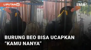 Seekor burung beo menarik perhatian saat bisa mengucapkan “kamu nanya”