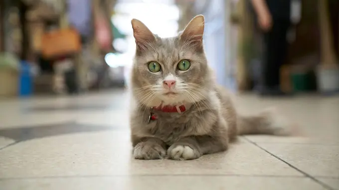 Jepang Ciptakan Peta Unik untuk Menjelajah Kota Layaknya Kucing