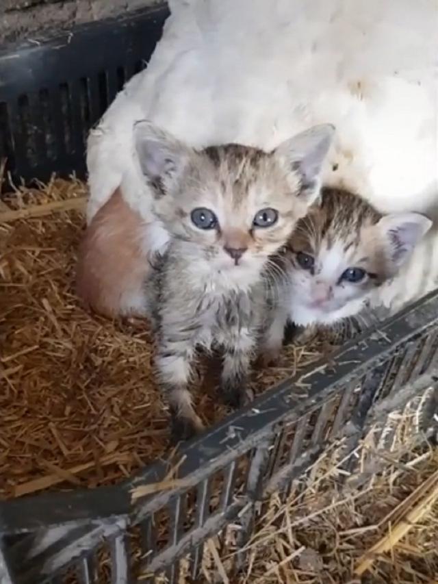 Viral Aksi Induk Ayam “Mengerami” Kucing Bikin Gemas Warganet