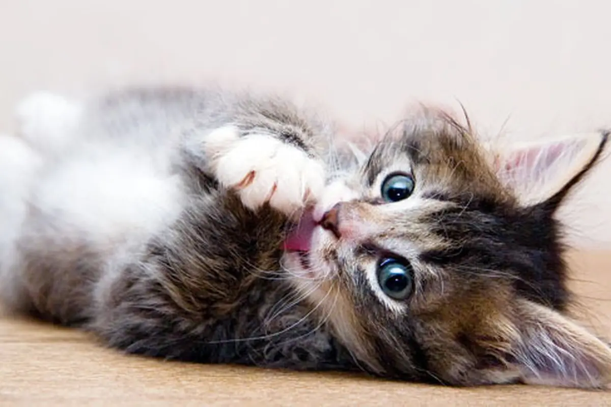 (c) shutterstock