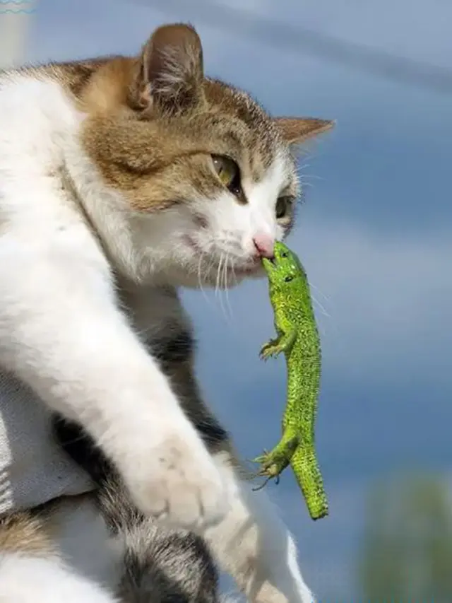 kucing heran