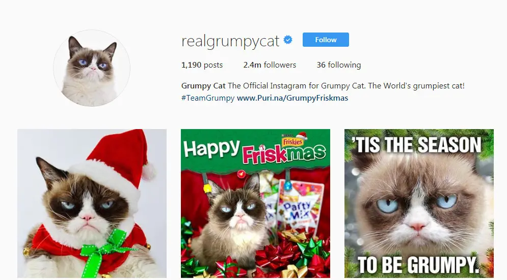 	Akun Instagram Grumpy Cat (Sumber: Instagram @realgrumpycat)