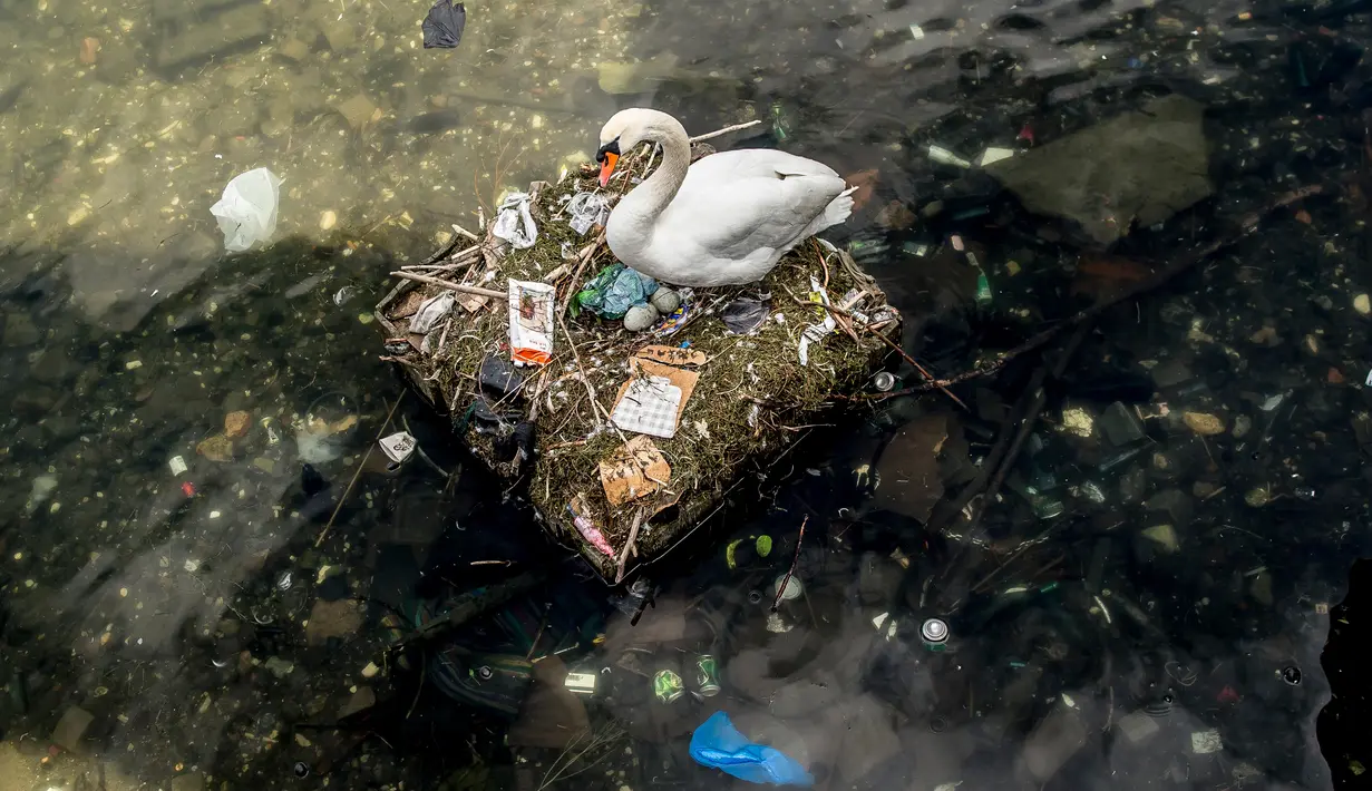 Seekor angsa bersarang di danau dekat Jembatan Ratu Louise, Kopenhagen, Denmark, Selasa (17/4). Sarang yang terdapat sejumlah telur tersebut sebagian terbuat dari sampah yang ditemukan di danau. (Mads Claus Rasmussen/Ritzau Scanpix via AP)