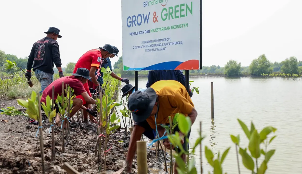 <p>BRI Peduli sebagai bagian dari Program Tanggung Jawab Sosial dan Lingkungan (TJSL) BRI, kembali menunjukkan komitmennya terhadap pelestarian lingkungan di momen Hari Mangrove Sedunia 2025.&nbsp;</p>