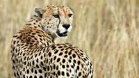 Cheetah (Reuters)