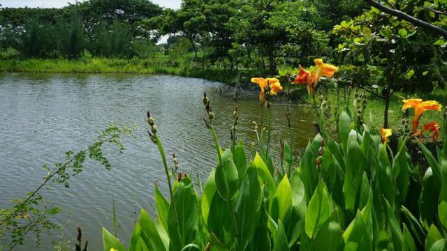 Hutan Kota Pakal Tempat Wisata Sejuk Dan Gratis Di Surabaya
