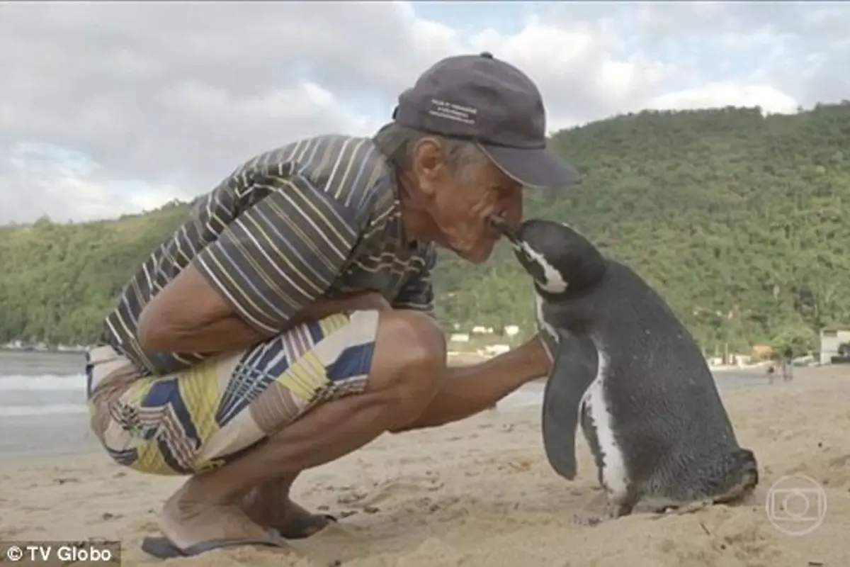 Penguin
