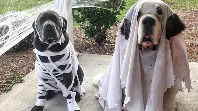 6 Kostum Halloween Anjing Ini Nyeleneh Banget, Seram-Seram Lucu