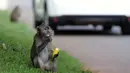 Monyet ekor panjang (Macaca Fascicularis) memakan buah yang dilemparkan warga di kawasan Suaka Margasatwa Muara Angke, Penjaringan, Jakarta, Sabtu (29/5/2021). Pemberian makanan oleh warga kepada monyet ekor panjang bisa berdampak pada perilaku makan hewan tersebut. (Liputan6.com/Helmi Fithriansyah)