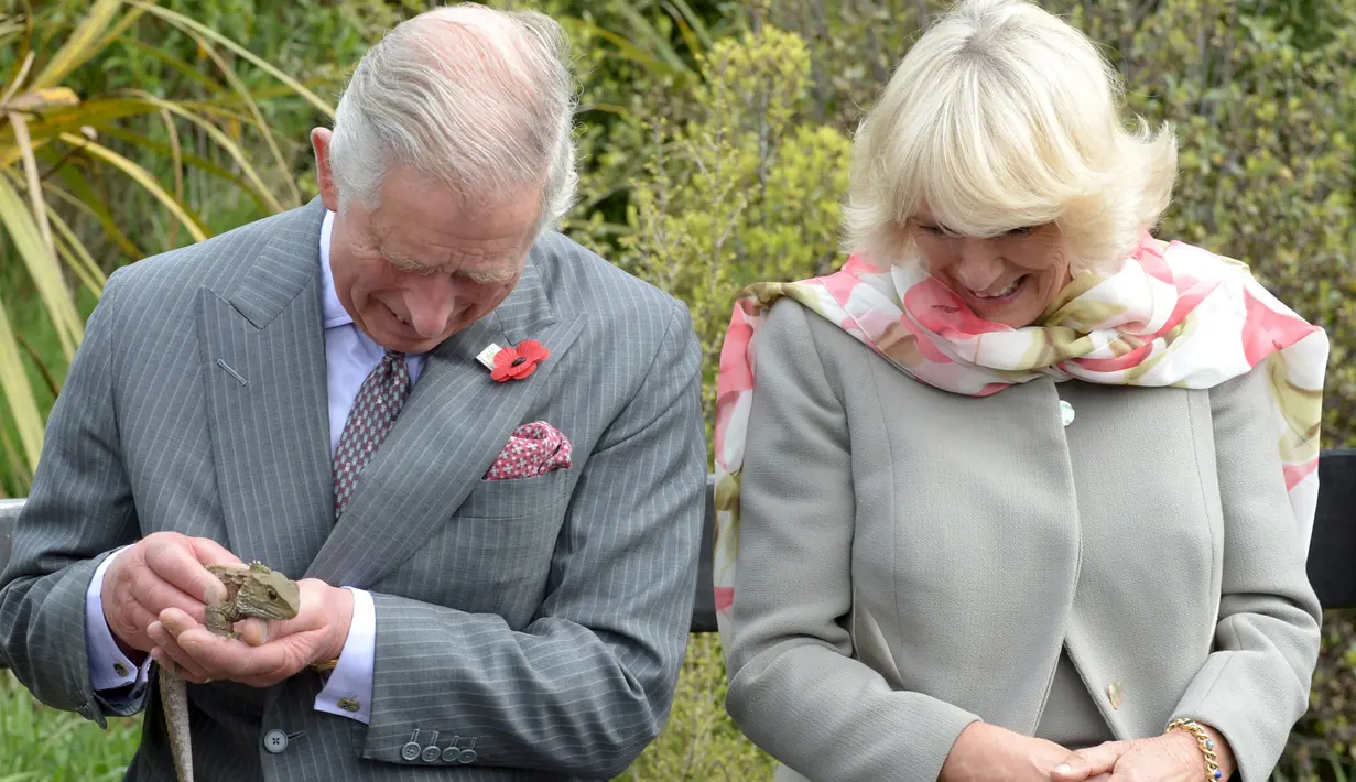 Pangeran Charles dan Istri keduanya Camilla saat melihat kadal Tuatara yang dipegang oleh pangeran Charles di Dunedin, Selandia Baru, Kamis (5/11/2015). Momen ini dilakukan saat Pengeran mengunjungi Orokonui Eco sanctuary. (REUTERS/Gerard O'Brien) 