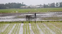 Petani tengah menggarap sawah di Kabupaten Tangerang, Senin (9/8/2021). Mentan Syahrul Yasin Limpo mengatakan sektor pertanian tahan terhadap dampak pandemi COVID-19 yang menyebabkan pertumbuhan ekonomi di sektor lain negatif, sementara di pertanian selalu positif. (Liputan6.com/Angga Yuniar)