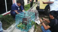 5 Orangutan Diculik dari Hutan Leuser Aceh