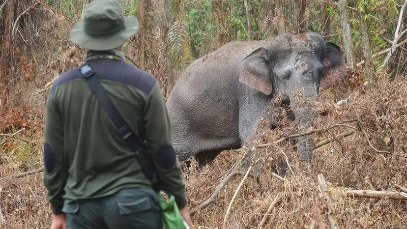 Petugas BBKSDA Riau ketika berhadapan dengan gajah sakit di Kabupaten Bengkalis.