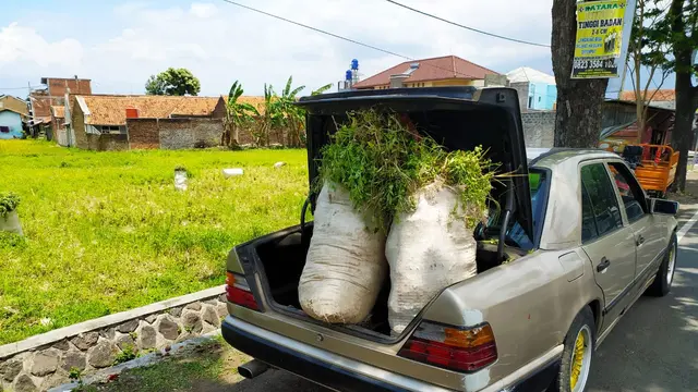 Mobil sedan e 300 classic berwarna silver, nampak gagah digunakan sebagai tunggan pembawa rumput salah satu peternak domba Garut,di Garut, Jawa Barat.