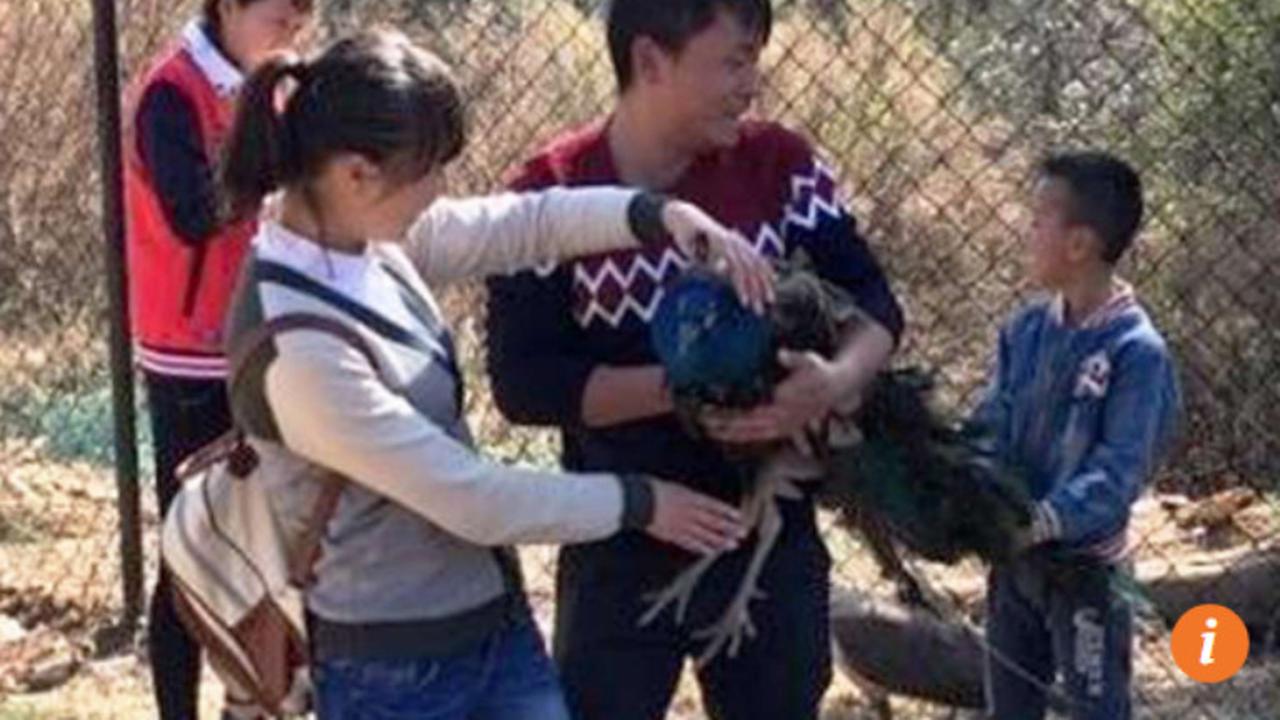 Brutal, Turis Tiongkok Cabuti Bulu Merak di Kebun Binatang