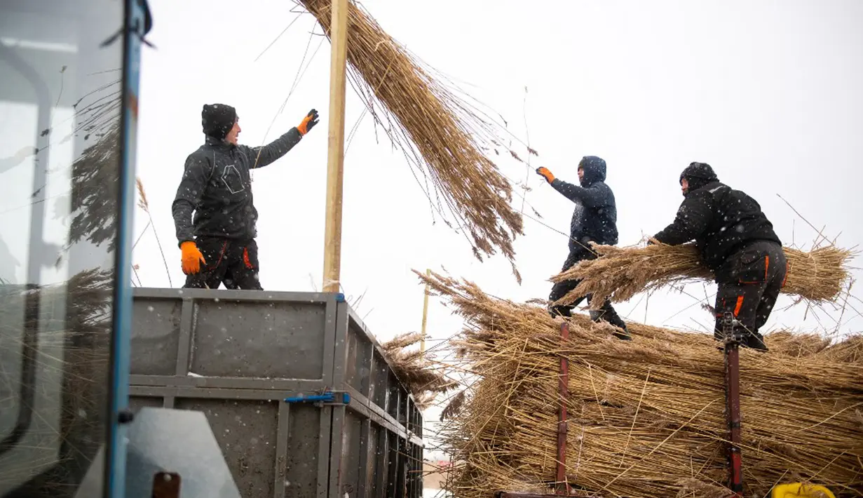 Pekerja lapangan memindahkan buluh ke traktor yang mengangkutnya ke gudang di Desa Jagodno, dekat Elblag, Polandia utara, 19 Februari 2021. Setelah diproses, buluh digunakan untuk atap di Polandia, Denmark, Belanda, dan Jerman. (MATEUSZ SLODKOWSKI/AFP)