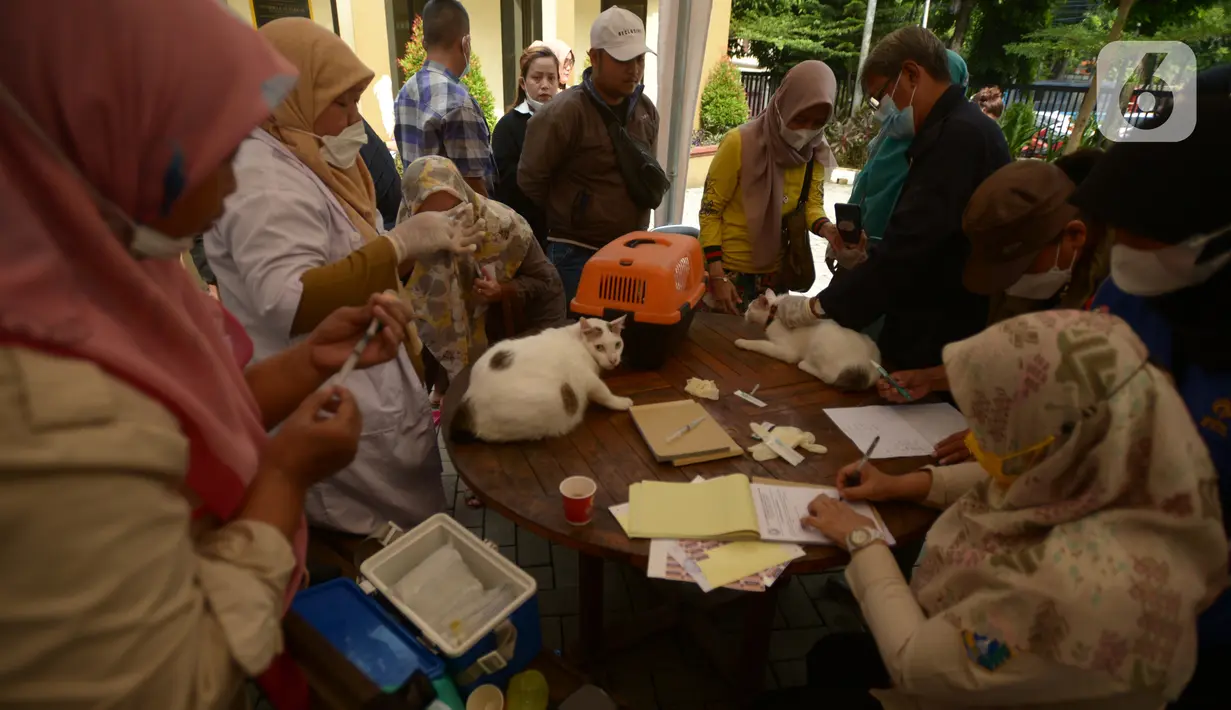 Kegiatan vaksinasi rabies untuk hewan peliharaan waga di Kecamatan Duren Sawit, Jakarta, Selasa (7/6/2022). Vaksin rabies yang diberikan secara gratis ini untuk menghindari dan mengantisipasi penyebaran penyakit rabies kepada hewan peliharaan. (merdeka.com/Imam Buhori)