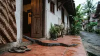 7 Cara Mencegah Ular Masuk Rumah, Lupakan Penggunaan Garam