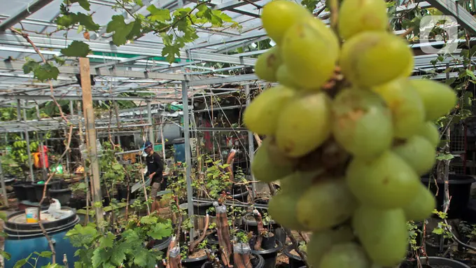  Mengunjungi Kebun Budidaya Anggur di Ibu Kota