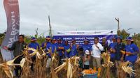 PT Pupuk Kalimantan Timur (Pupuk Kaltim) melalui program Demonstration Plot (Demplot) berhasil meningkatkan produktivitas jagung pipil di Desa Mansapa Kecamatan Nunukan Selatan, Kabupaten Nunukan Kalimantan Utara.