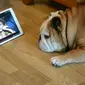 Alfie, anjing bulldog berusia enam tahun yang akan tenang saat diperdengarkan lagu Celine Dion. 