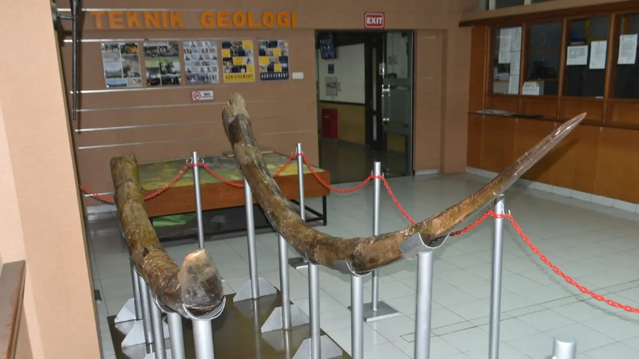 Fosil Stegodon dipajang di Lobby Prodi Teknik Geologi ITB. (Dok. Humas ITB)