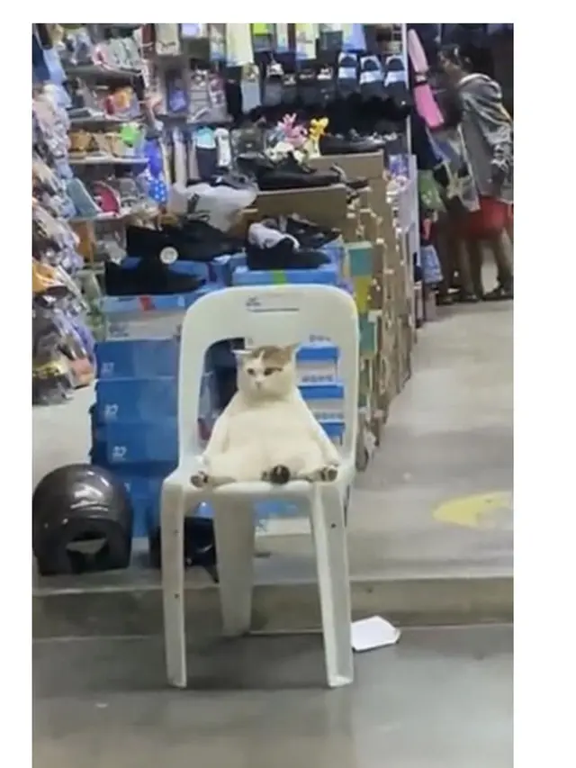 8 Potret Kucing saat Jaga Warung Ini Bikin Gemas, Dagangan Langsung Laris