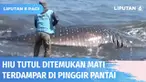 Hiu tutul sepanjang 4 meter ditemukan warga mati terdampar di tepi Pantai Nyamplung Kobong, Jember. Polisi dibantu warga butuh waktu 2 jam untuk mengevakuasi bangkai hiu ke pinggir pantai.