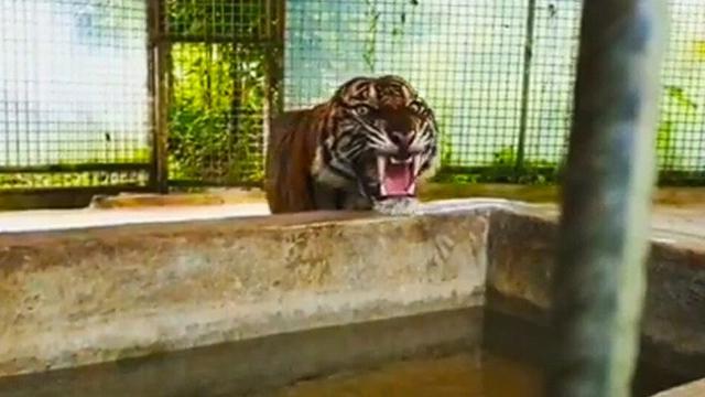 Atan Bintang ketika berada di Pusat Rehabilitasi Harimau Sumatra Dharmasraya.