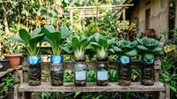 7 Jenis Sawi yang Paling Cocok Ditanam di Botol Bekas Air Mineral, Perawatan Mudah