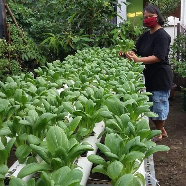 Anggota KWT Mentari saat memanen sawi hidroponiknya