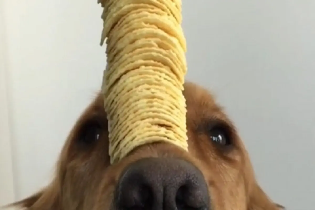 Nelly the dog master self-control