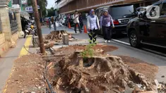 Pejalan kaki melintas di sisi sisa pohon yang ditebang untuk revitalisasi trotoar di kawasan Cikini, Jakarta, Kamis (21/11/2019). Setiap 21 November diperingati sebagai Hari Pohon Sedunia, hal ini untuk mengingatkan masyarakat akan manfaat tanaman bagi kehidupan. (Liputan6.com/Helmi Fithriansyah)
